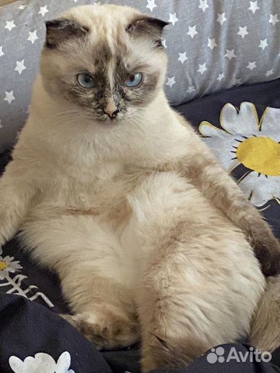 Тайская кошка