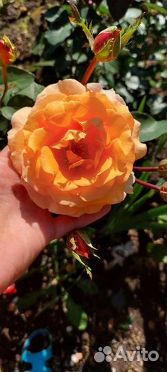 Роза чайно-гибридная Луи де Фюнес