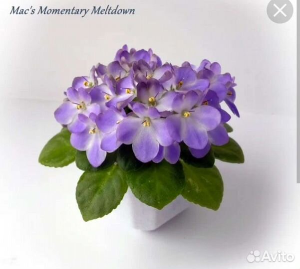 Фиалки 2, кампанула жених