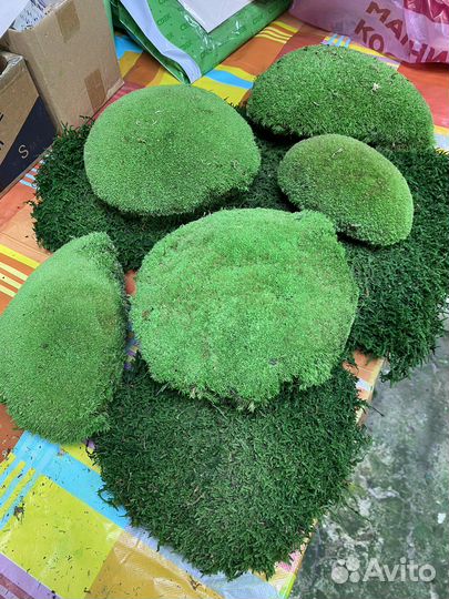 Ягель мох, Растения, Кочки