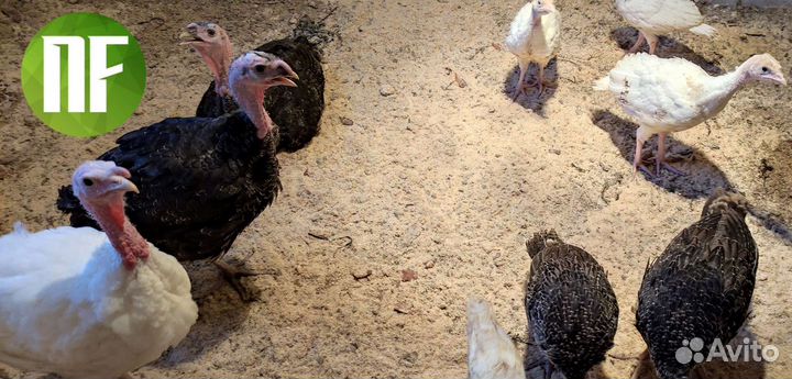 Цыплята, индюшата, утята, бройлер, несушка
