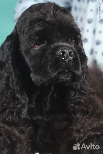 Кокер спаниель