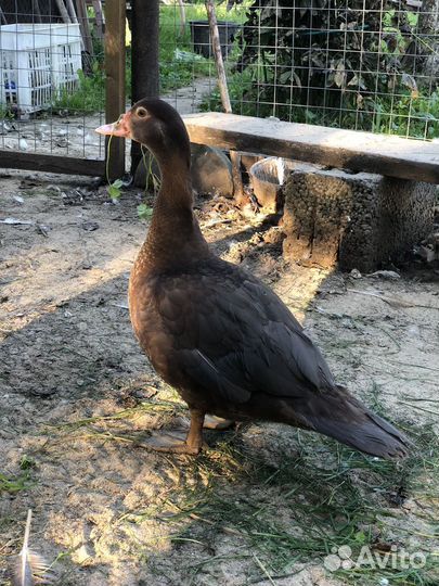 Индоутки селезни утки изумруд голубые