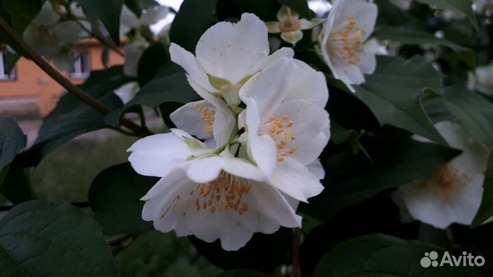 Жасмин/Чубушник