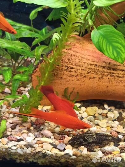 Аквариумные рыбки