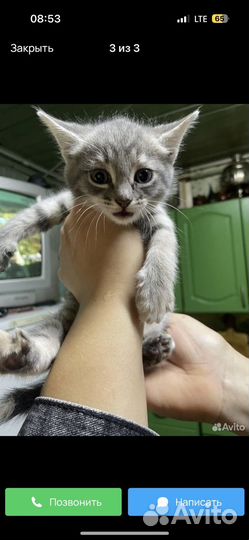 Котенок бесплатно