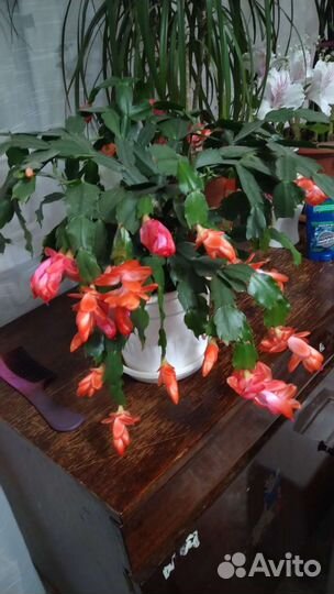 Декабрист Шлюмбергера