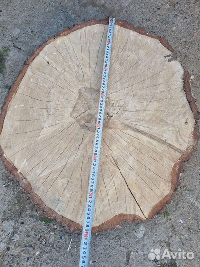 Спил сухой берёзовый. 70см