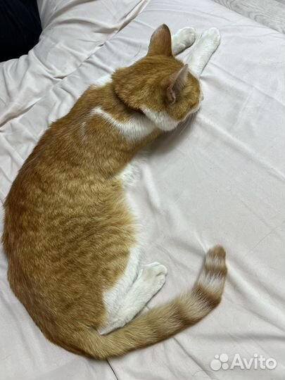 Нашли кота