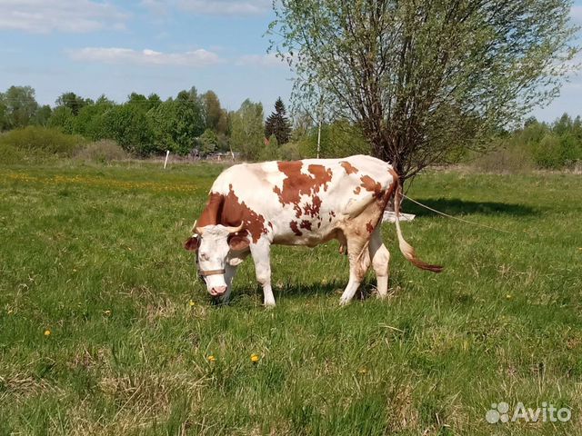 Молоко коровье домашнее