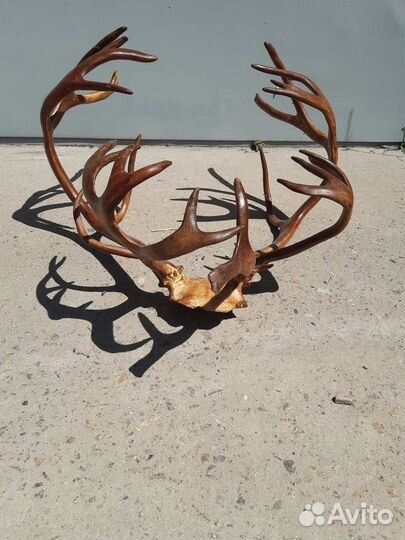 Рога оленя