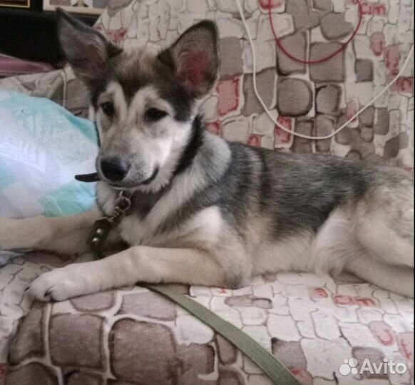 Аляскинский маламут щенок девочка