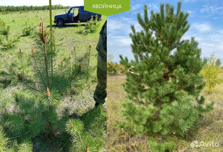 Сосна обыкновенная из питомника