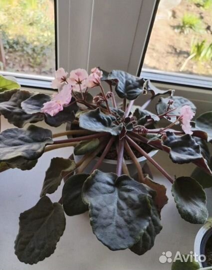 Сортовые фиалки цветущие