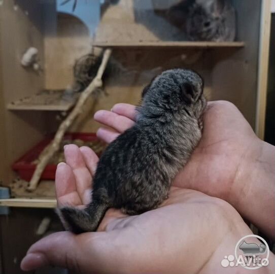 Продам шиншилл