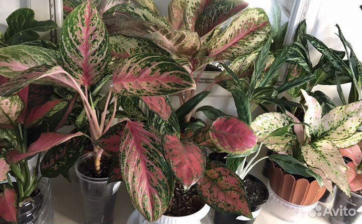 Домашние растения 01