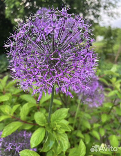 Аллиум луковицы