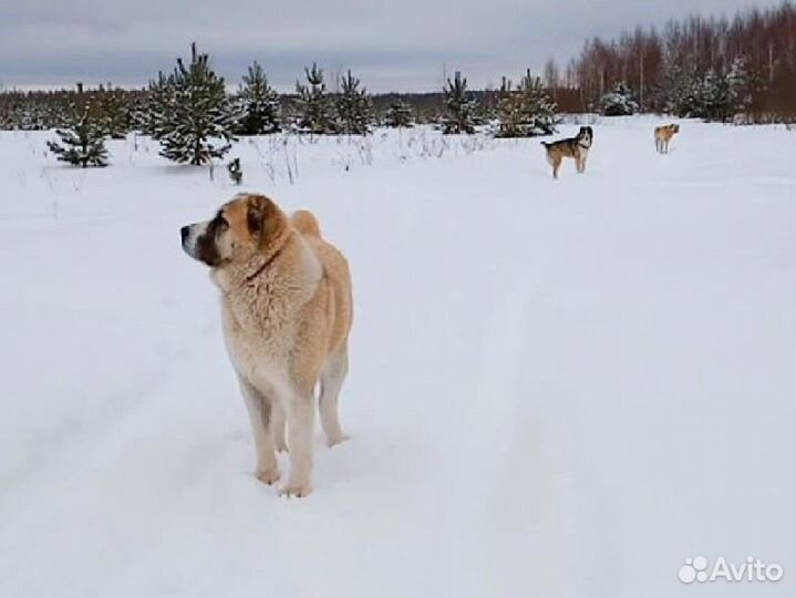Собака алабай щенки
