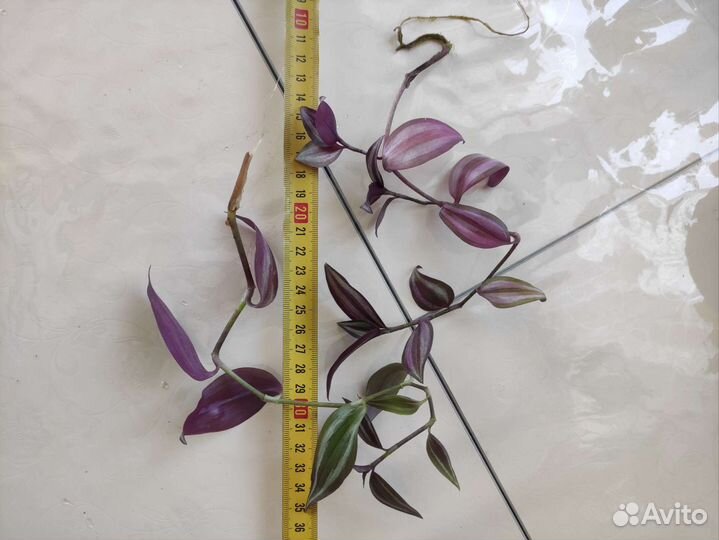 Традесканция