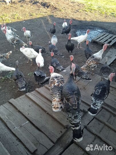 Индюки домашние