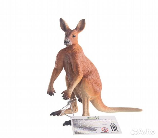 Кенгуру самец L 88942b