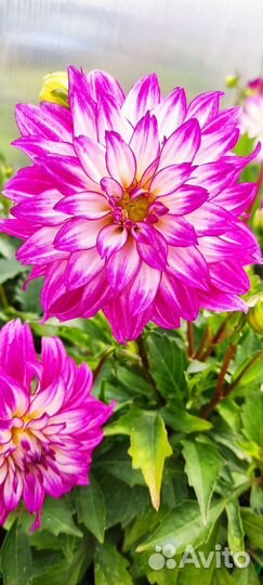 Георгины вегетативные