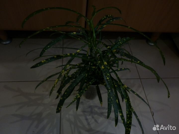 Кодиеум, фикус, мирт/Доставка