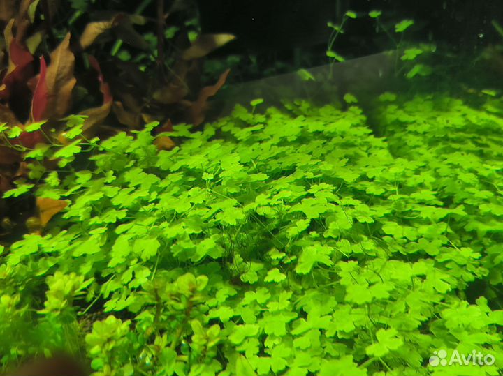 Гидрокотила Трипартита аквариумное растение