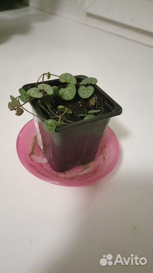 Церопегия вуда