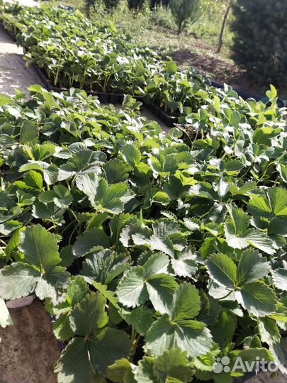 Саженцы клубники зкс