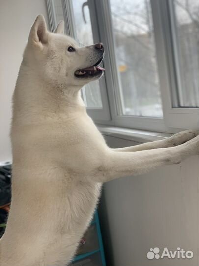 Аренда Хатико для фотосессии