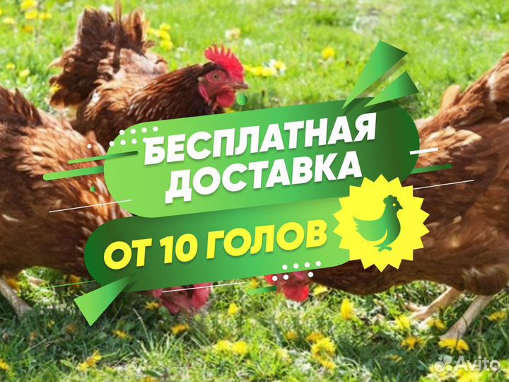 Куры несушки с доставкой