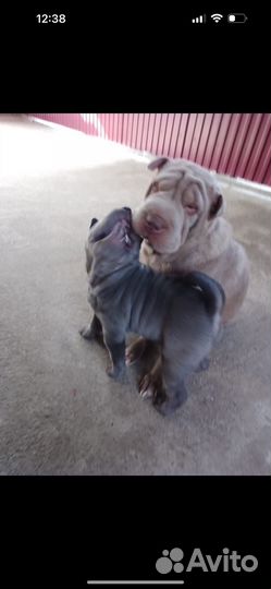 Щенки шарпей