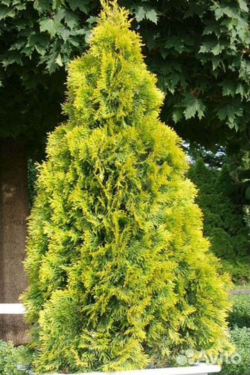 Туя Европа Голд