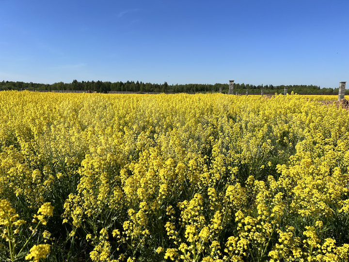 Участок 8 сот. (ИЖС)