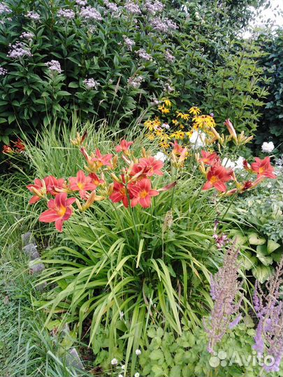 Многолетние цветы, кустарники