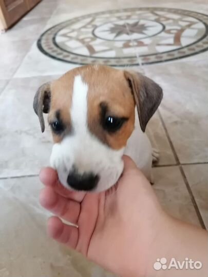 Щенок джек рассел бесплатно