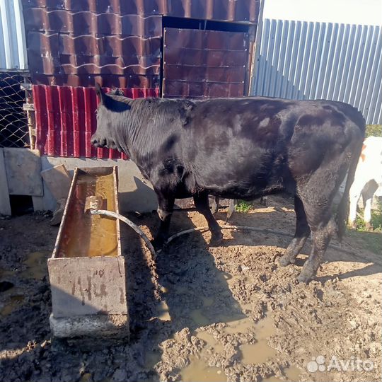 Тёлки и бычок