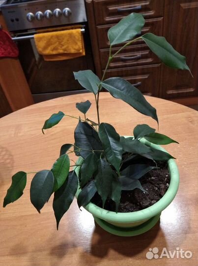 Фикус Даниэль