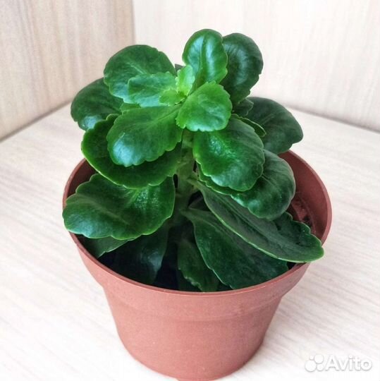 Каланхоэ комнатные цветы