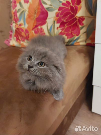 Шотландские вислоухие и прямоухие котята