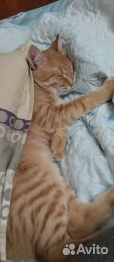 Кот рыжий 10 месяцев