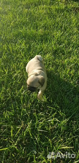 Щенки мопса