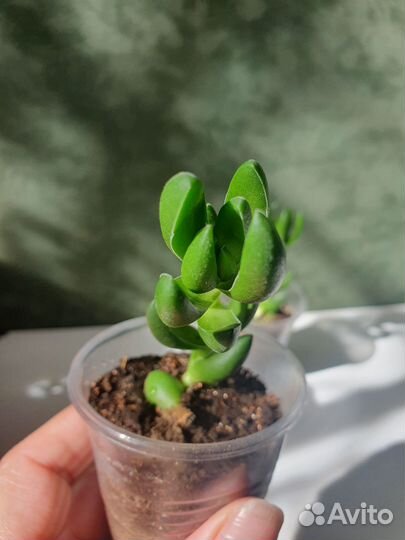 Крассула Бен (Crassula Ben)