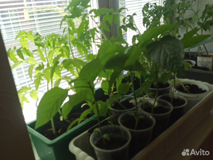 Рассада: помидоры, перцы, баклажаны