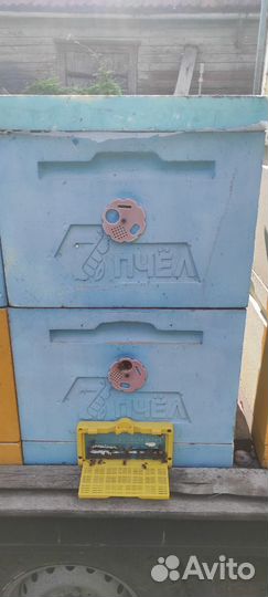 Пчелы и улья