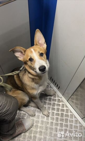 Метис добермана и бигля