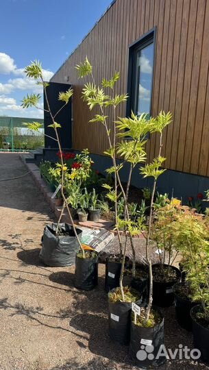 Рябина додонг