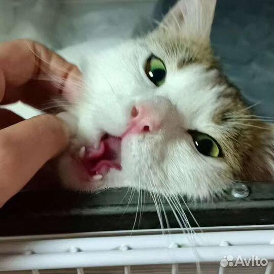 Котик в добрые руки