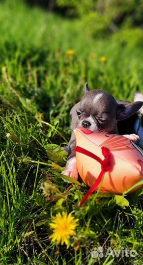 Чихуахуа мини